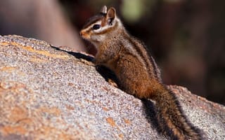 Картинка свет, природа, камни, поза, бурундук