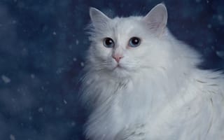 Картинка Турецкая ангора, Ангорка, белая, пушистая, портрет, кошка