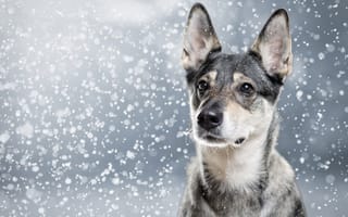 Обои собака, морда, уши, портрет, снег