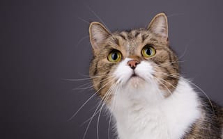 Картинка кот, портрет, мордочка, кошка, усы