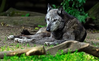 Картинка трава, взгляд, коряга, волк, серый, морда, природа, лежит