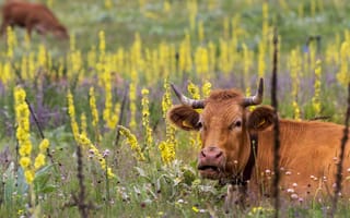 Картинка поле, лежит, лето, цветы, желтые, коровяк, пастбище, коровы, морда, трава, корова, пасется