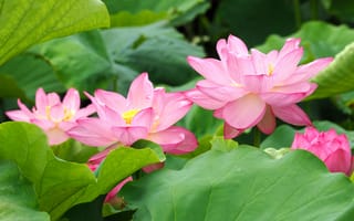 Картинка листья, цветы, зеленый, лепестки, лотос, розовые