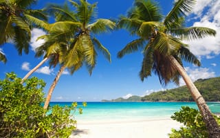 Обои summer, песок, пляж, paradise, sea, море, sand, beach, tropical, пальмы, shore, берег, palms