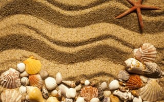Обои sand, marine, песок ракушки, beach, starfish, seashells, texture