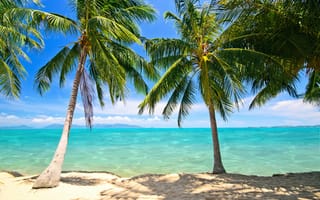 Обои summer, песок, paradise, берег, море, пальмы, beach, sand, sea, пляж, tropical, palms, shore