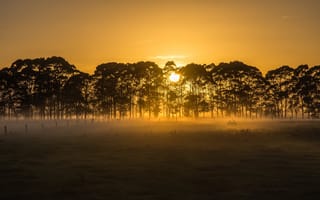 Картинка поле, утро, туман