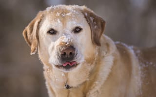 Картинка Лабрадор-ретривер, морда, снег, пёс, собака