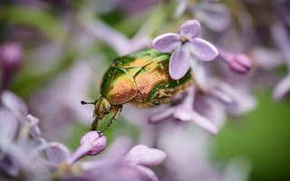 Картинка макро, цветы, насекомое, зеленый, красивая, жук, размытие