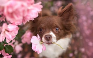 Картинка собака, друг, цветок, взгляд