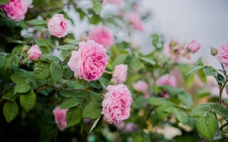 Картинка цветок, куст, чайная роза, чайная, весна