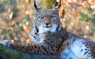 Картинка взгляд, морда, рысь, портрет, поза, деревья, лежит