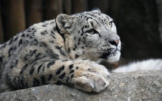 Картинка взгляд, морда, темный, поза, лежит, ирбис, лапы, портрет