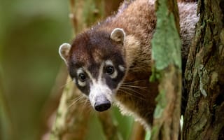Картинка взгляд, морда, кора, портрет, деревья, носуха, коати