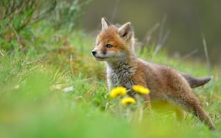 Картинка трава, взгляд, природа, весна, холмы, поза, одуванчик, малыш