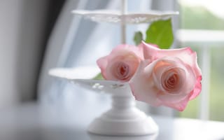 Картинка розы, боке, нежность, ваза