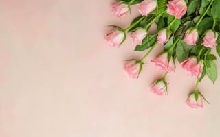 Картинка розы, бутоны, букет, розовые