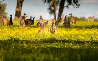 Картинка поле, желтые, много, луг, цветы, свет, поза, лето, солнечно, кенгуру, лужайка, поляна, деревья, Австралия