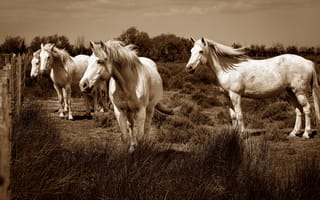 Картинка лето, лошади, кони, красавцы, белые, пастбище, забор, конь, монохром, лошадь, трава, сепия, ограждение, свет, взгляд