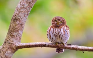 Картинка взгляд, деревья, ветки, зеленый, сова, птица, птичка