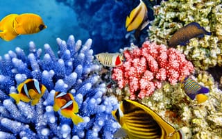 Обои underwater, коралловый риф, tropical, world, рыбки, подводный мир, fishes, reef, coral, ocean, океан