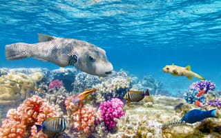 Картинка underwater, подводный мир, world, океан, tropical, рыбки, reef, fishes, coral, коралловый риф, ocean