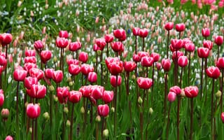 Картинка зелень, много, цветы, красные, малиновые, тюльпаны, клумба, бутоны, поляна, сад, весна