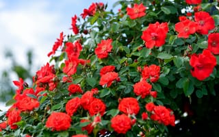 Картинка листья, цветы, много, розовый куст, шиповник, розы, цветение, красный