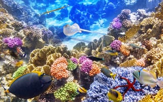 Картинка underwater, коралловый риф, coral, ocean, fishes, рыбки, океан, reef, tropical, подводный мир, world