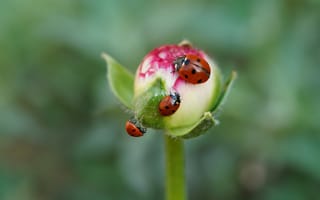 Картинка макро, цветы, трио, три, жук, божья коровка, насекомое
