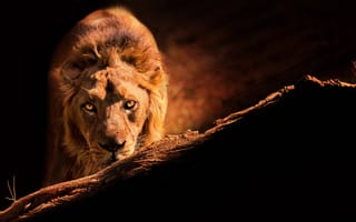 Картинка взгляд, царь зверей, лев