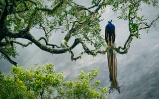 Картинка птица, индийская павлин, Шри-Ланка, дерево, Национальный парк Яла, краски, перья, ветка