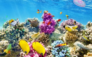 Обои underwater, fishes, world, ocean, подводный мир, coral, океан, tropical, reef, рыбки, коралловый риф