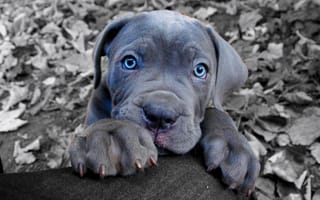 Картинка Кане-корсо, щенок, собака, морда, голубые глаза, лапы, взгляд