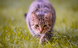 Картинка кошка, боке, взгляд, мордочка, трава