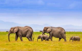 Картинка слоны, семья, пейзаж, африка, горы