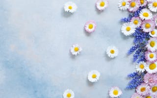 Картинка цветы, голубой, мускари, маргаритки, ромашки, Ellygri