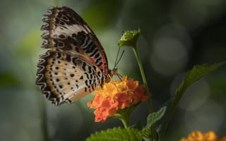 Обои цветок, бабочка, butterfly