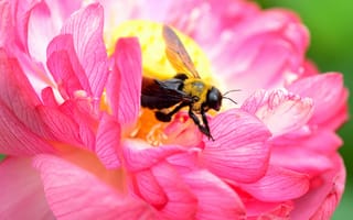 Картинка цветок, лепестки, насекомое, пчела
