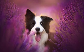 Картинка Бордер-колли, лаванда, собака, цветы, язык, настроение, радость