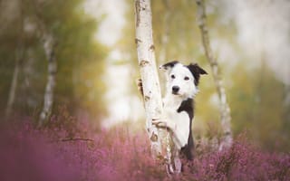Картинка Бордер-колли, берёза, дерево, собака