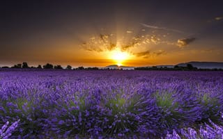 Картинка Valensole, цветы, France, рассвет, Франция, поле, восход, лаванда, Валансоль