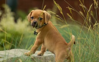 Картинка Пагль, трава, взгляд, собака, щенок