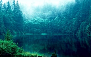 Картинка Лес, отражения, деревья, озеро, трава