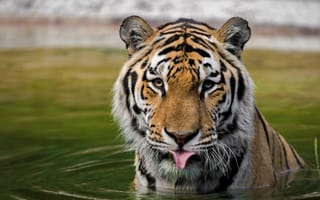 Картинка язык, взгляд, морда, водоем, вода, тигр, портрет, купание