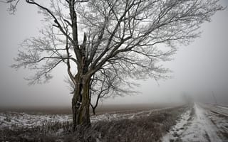Картинка дерево, пейзаж, дорога, зима