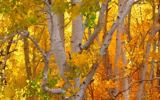 Картинка Autumn Colors, Trees, Fall