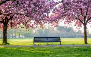 Картинка деревья, tree, весна, парк, park, bench, цветение, blossom, spring, pink, цветы