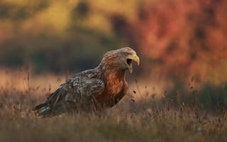 Картинка осень, птица, хищник, Łukasz Sokół, природа, орёл, крик, трава