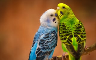 Картинка Волнистые попугайчики, птицы, парочка, любовь